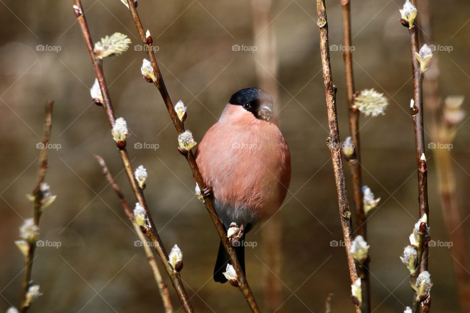 bullfinch