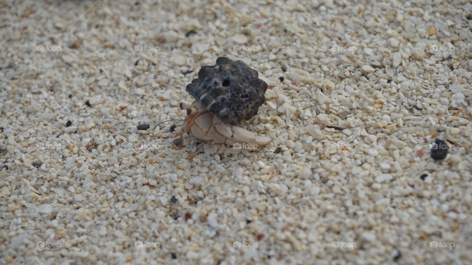 Hermit crab