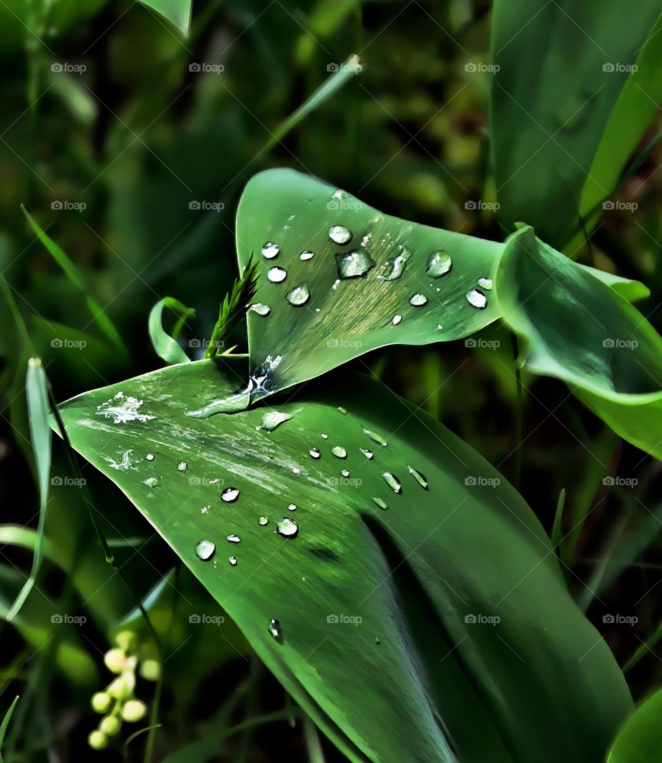 Drops