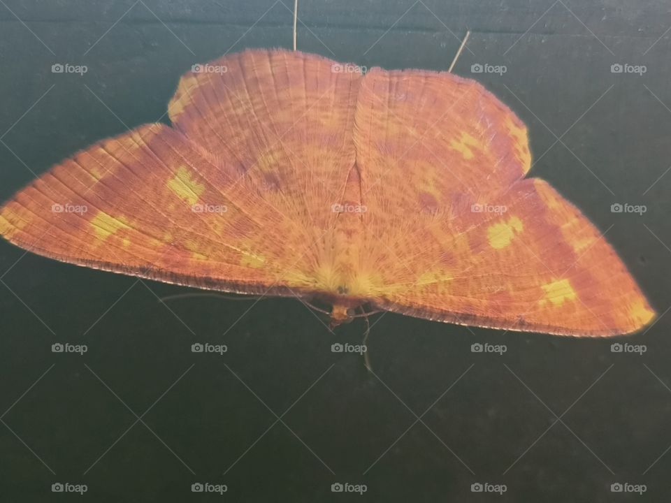 upside down butterfly