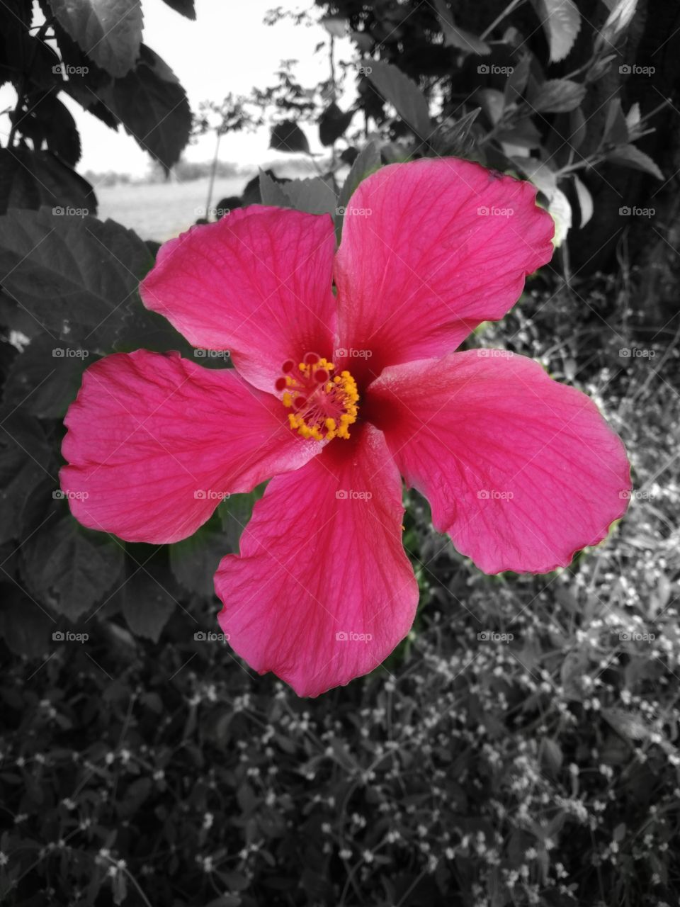 beautiful pink flower