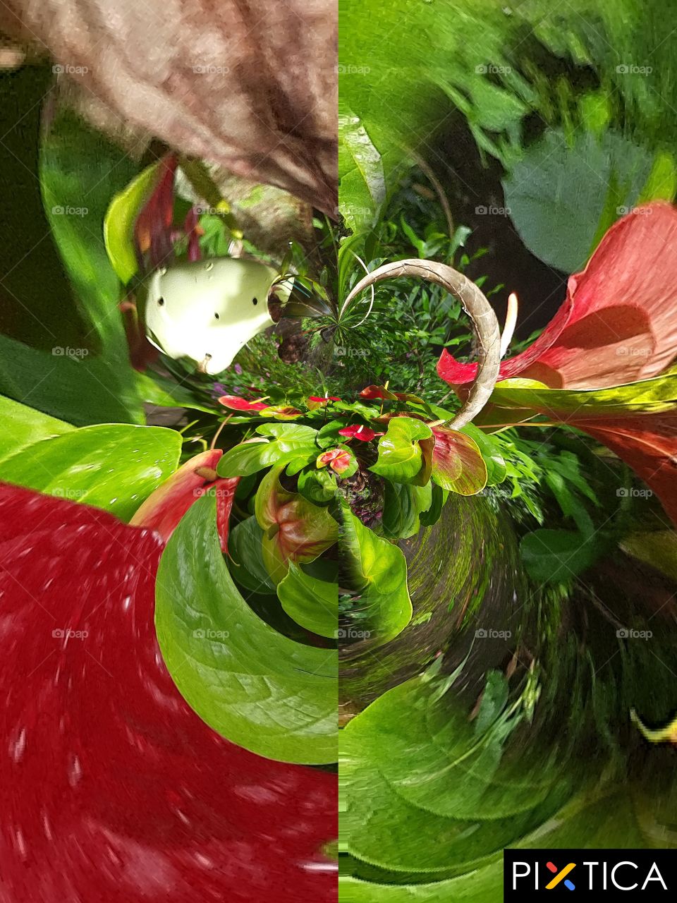 anthurium  flower, true photo,nice colour