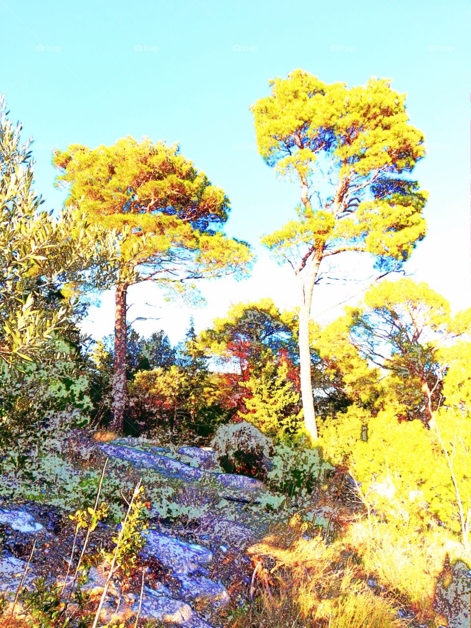 Pine Trees in Marjan Park, Split, Dalmatia, Croatia