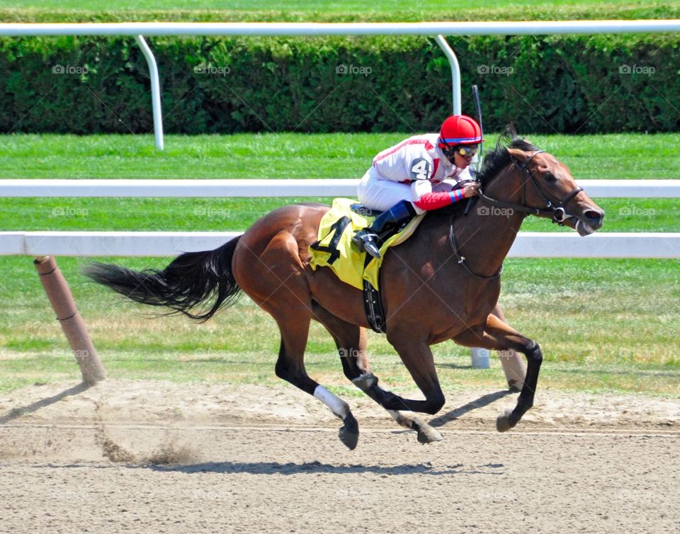 Undefeated Spurious Precision. Alan Garcia guides a bay 2 yr-old colt to victory at Saratoga. Spurious Precision was undefeated in his career. 
Forego