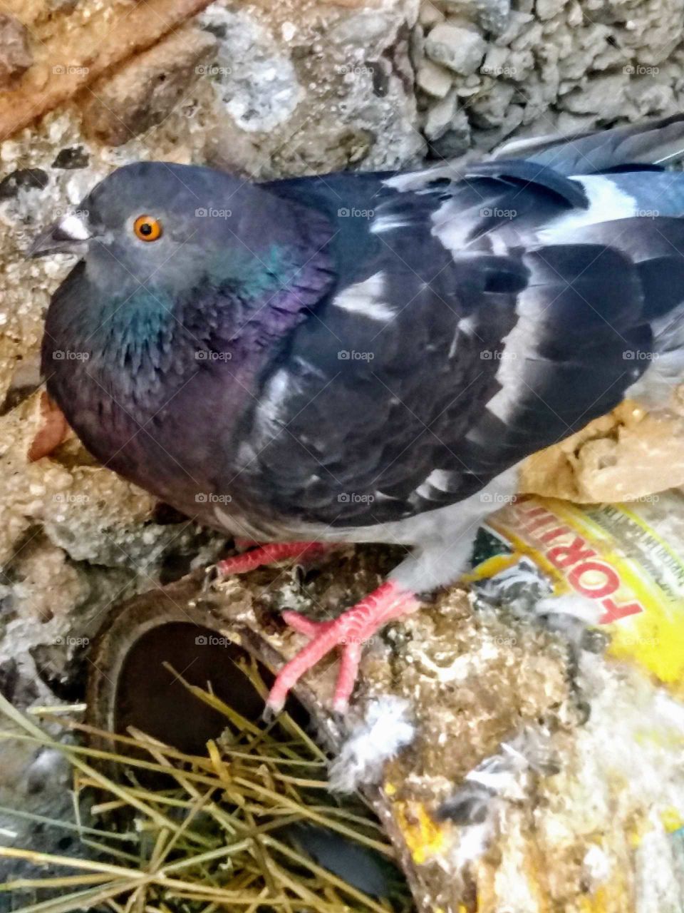 my own pigeon at home 🏘️