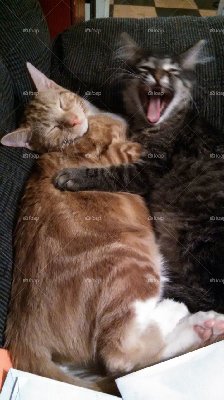 Cat caught in a yawn