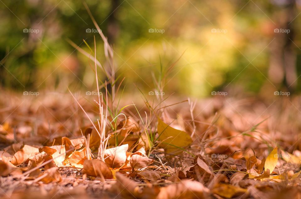 Autumn background