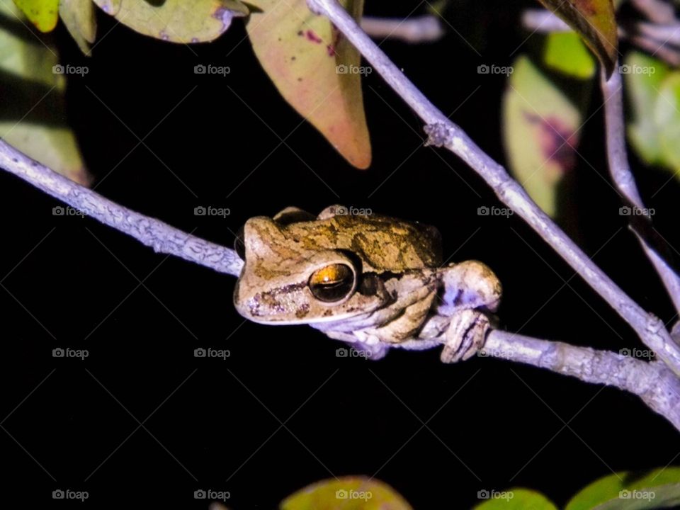 Frog wetland nature night, Brazil