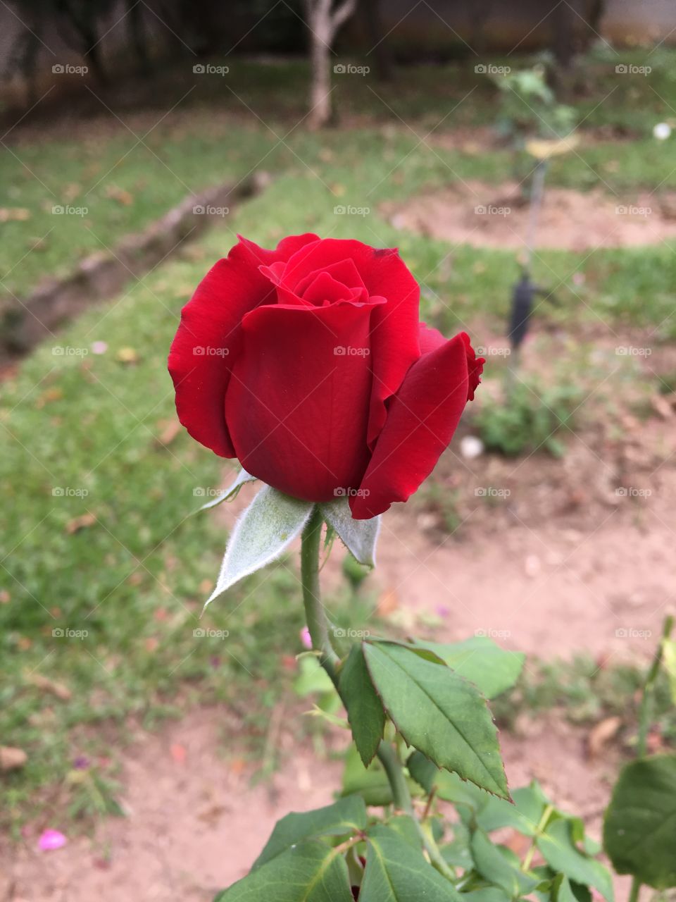 🌼#Flores do nosso #jardim, para alegrar e embelezar nosso dia!
#Jardinagem é nosso #hobby.
🌹
#flor #flowers #fower #pétalas #garden #natureza #nature #flora