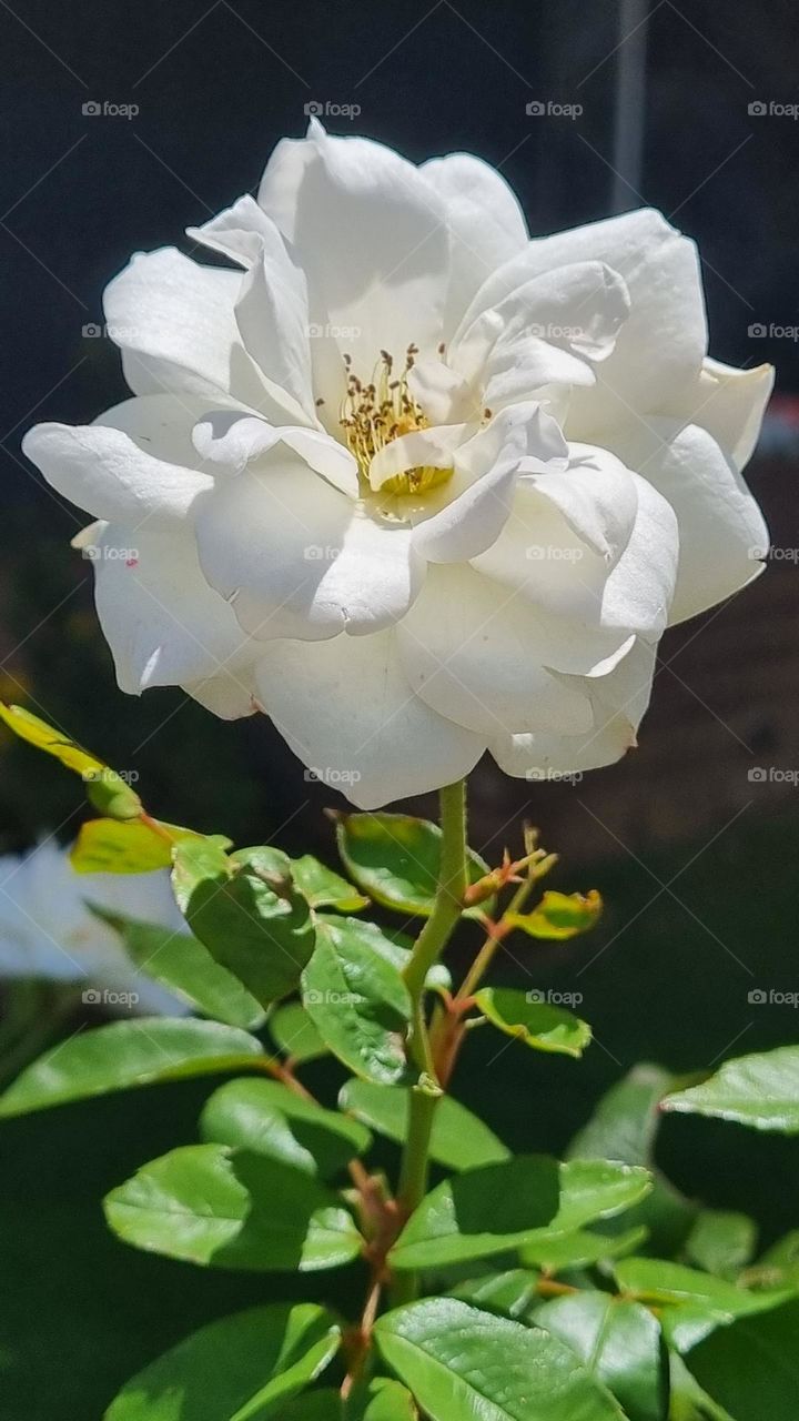 beautiful white plant.in the morning light.