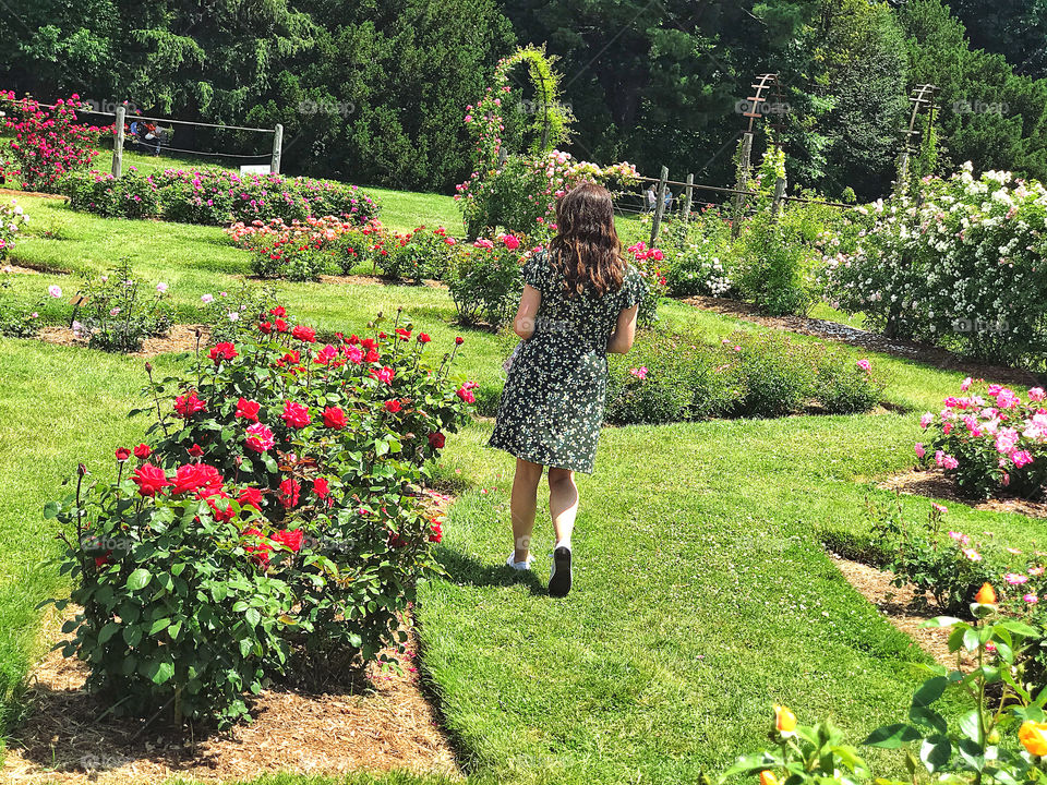 Lady walking through the roses at the Elisabeth Park Rose Conservancy 