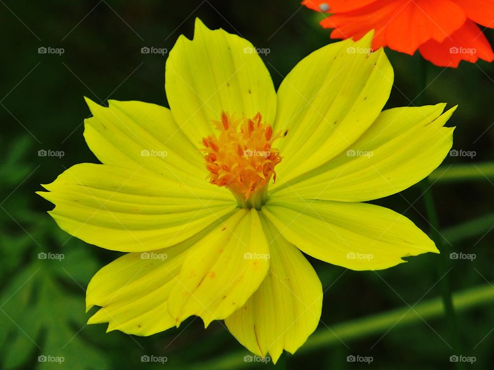 Blooming yellow cosmos flower in the garden