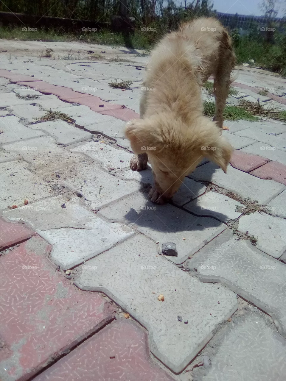 dog