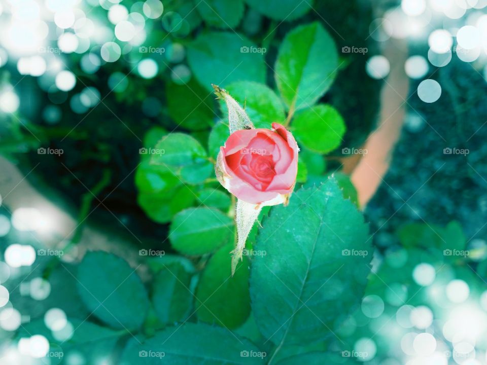 rose at garden