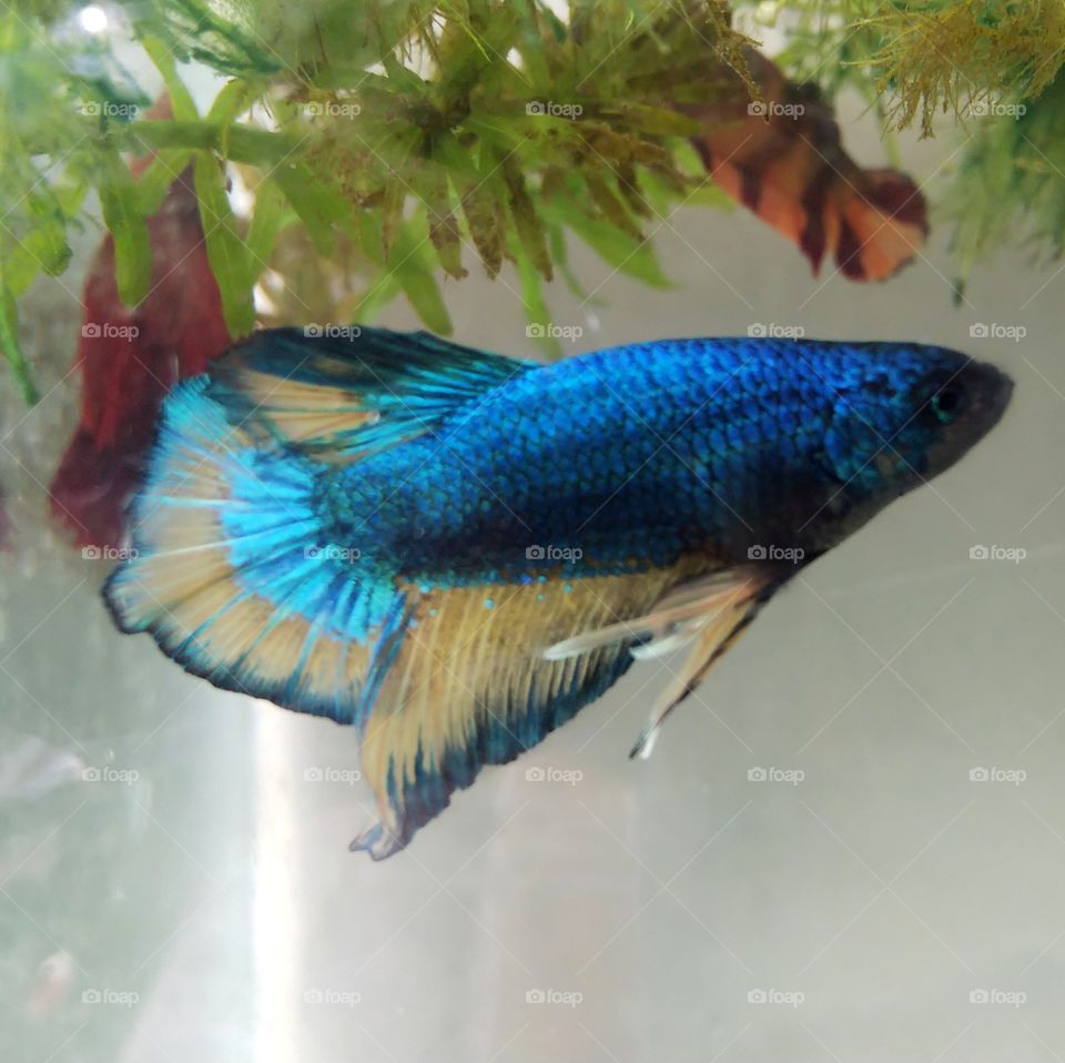 Betta fish.