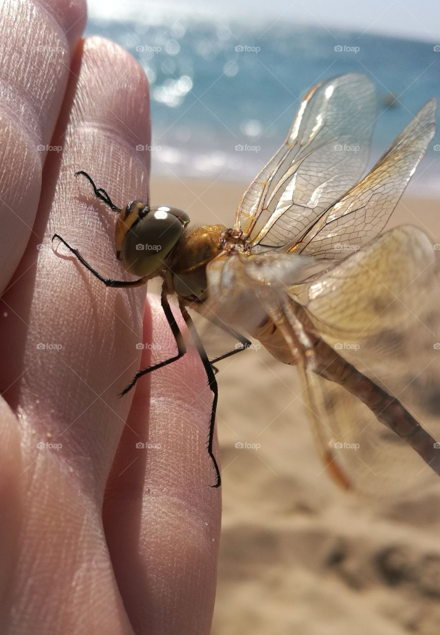 This wonderful creature came to me on the beach. A light breeze was blowing. While the dragonfly was holding on to my hand I looked at her big eyes and how beautifully her fragile translucent wings shimmer in the sun.