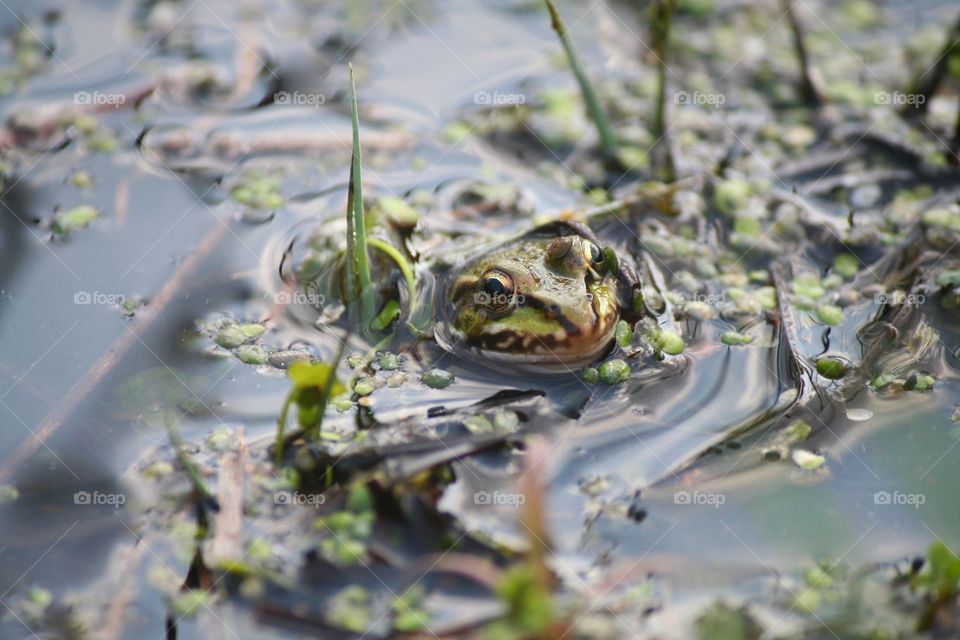 If you don't look closely, you'll miss it. Little frog hidden in a pond!