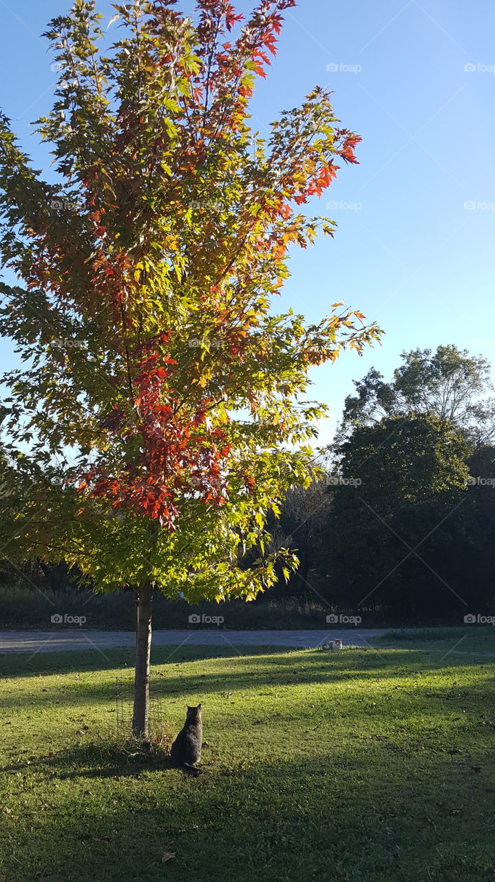 Fall is beautiful and even more so with a kitty in the picture.:-)