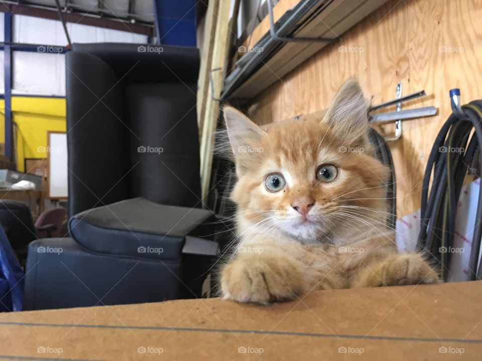 Peek a boo ginger rescue kitten 🐱
