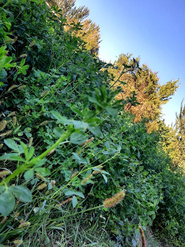 nature