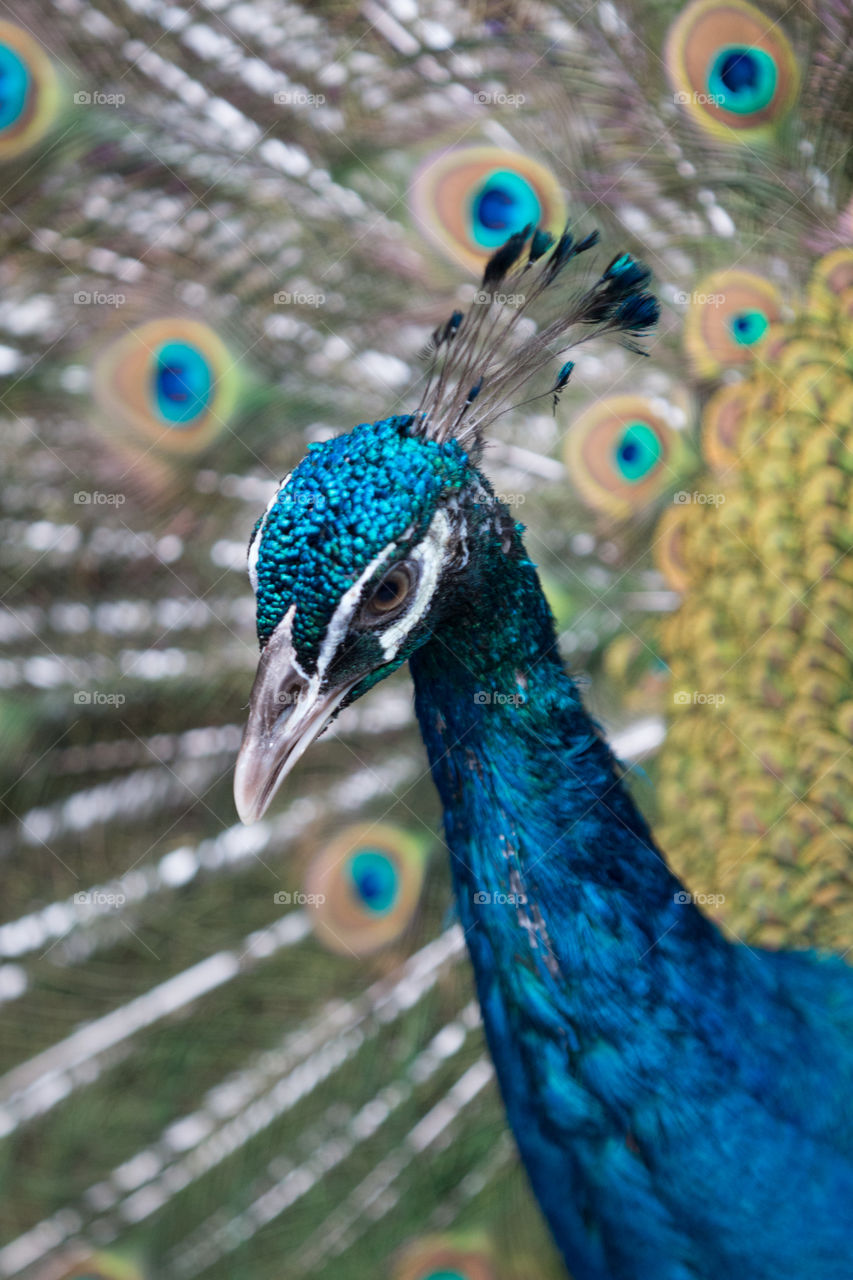 Peacock, Bird, Feather, Peafowl, Neck