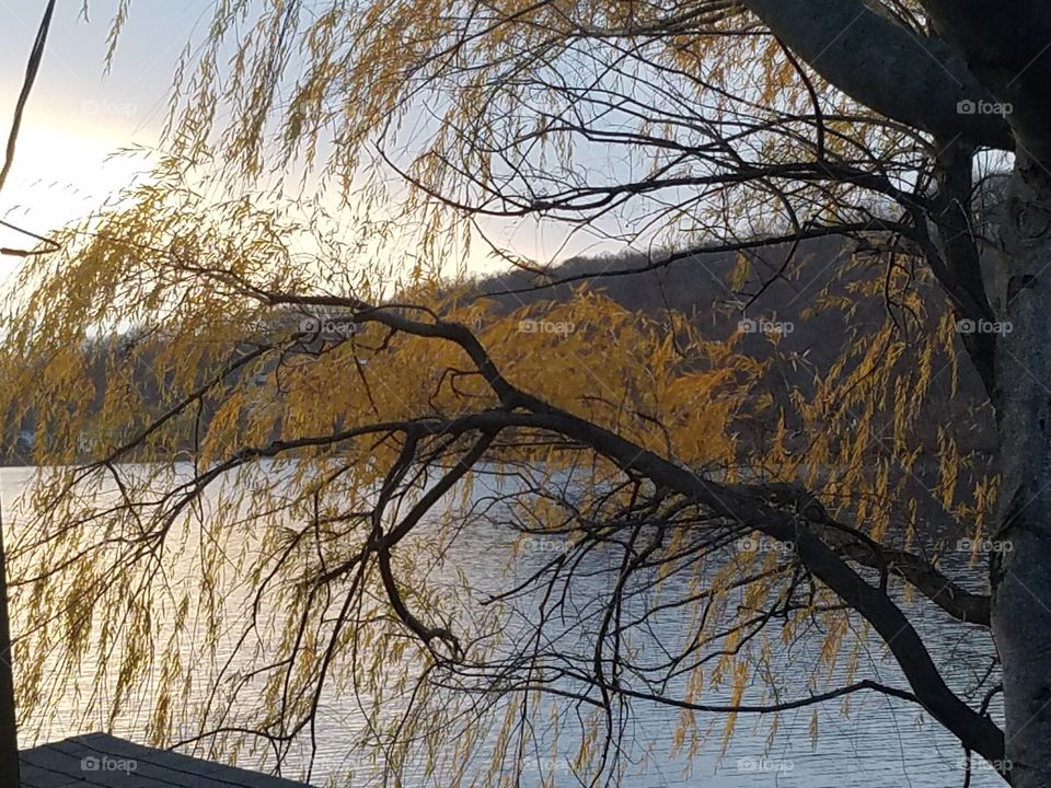 Tree branch by lake