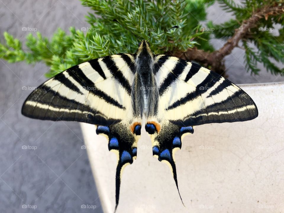 A butterfly on my Bonsaï.