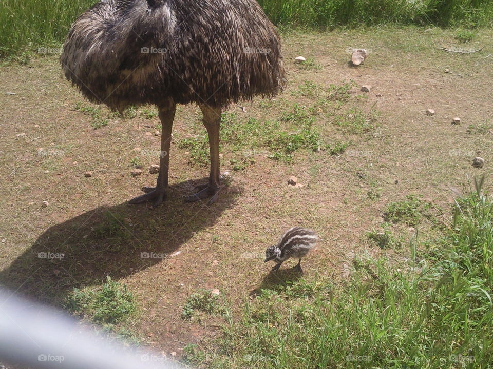 baby emu