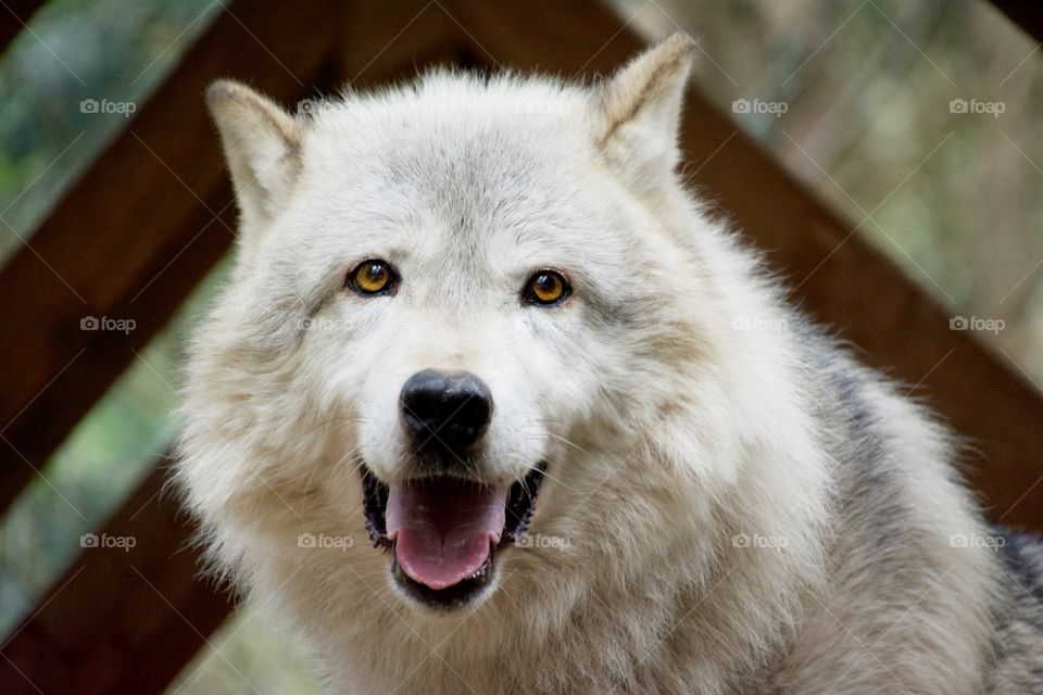 Beautiful wolf