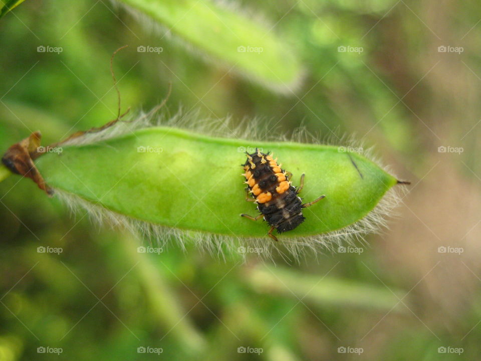 Insect on green pod