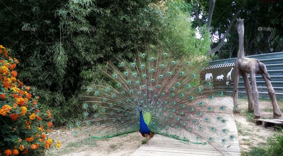 Pavo real. Pavo real en el zoo de Barcelona