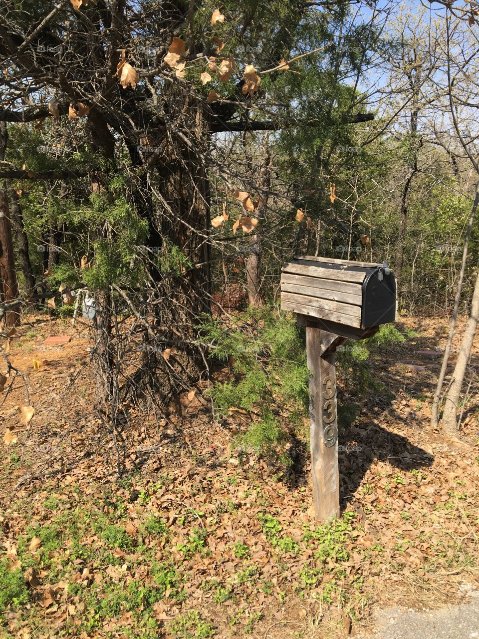 mailbox in the woods
