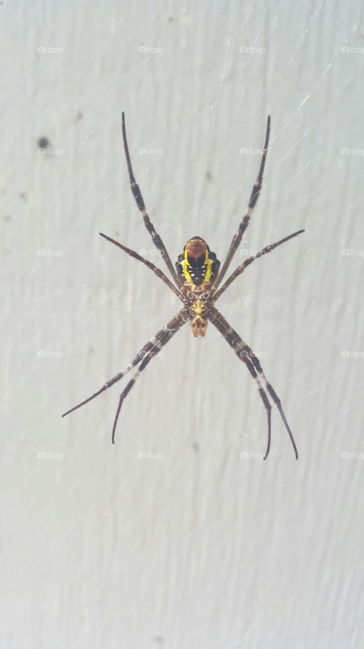 Yellow Spider.