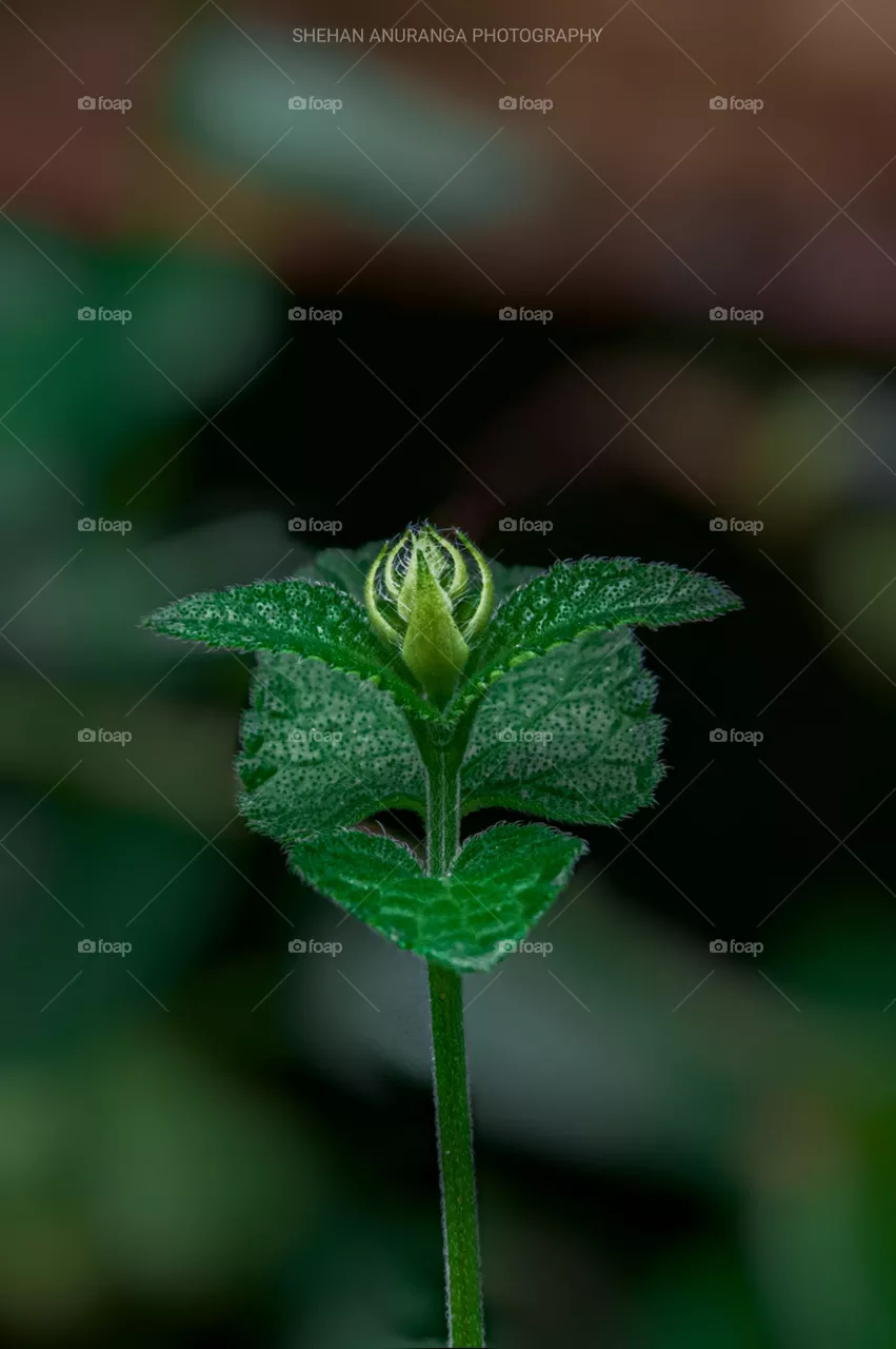 Macro photography plantations