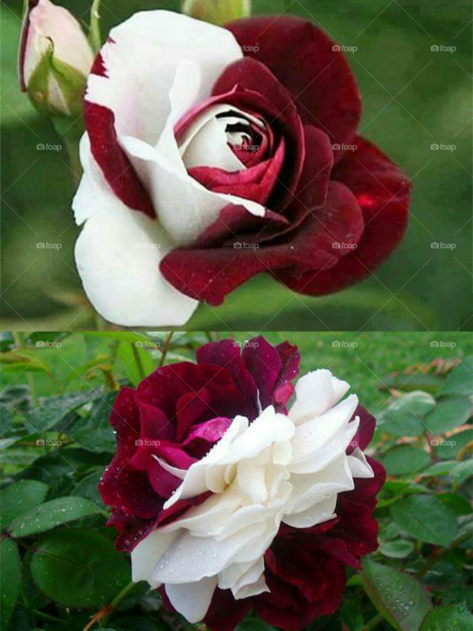 nice rose