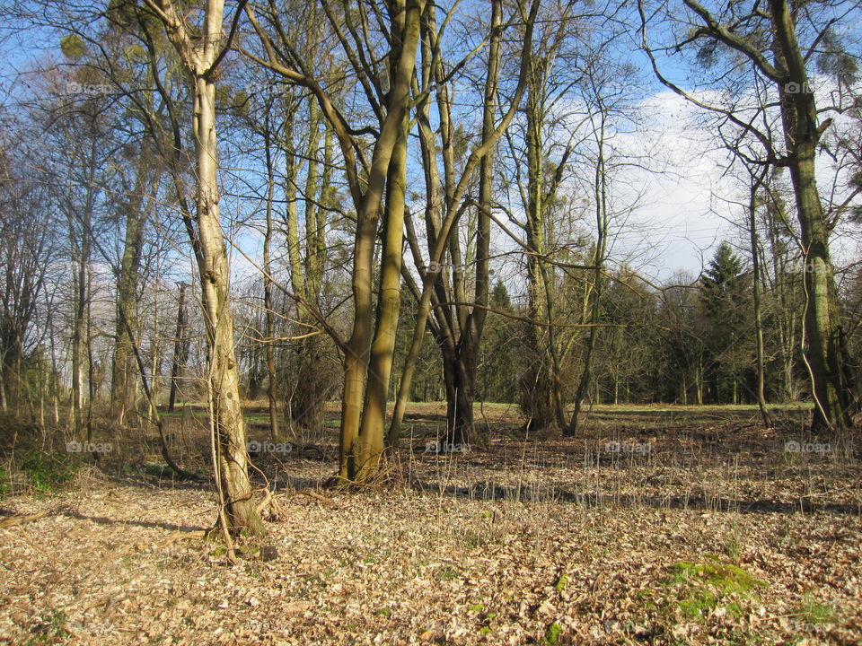 Woodland Trees