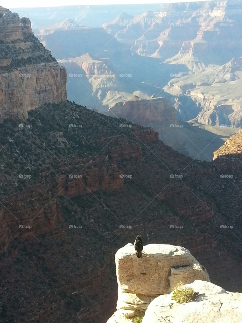 Grand Canyon. View of canton with condor