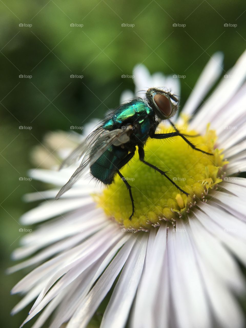 Scintillating fly