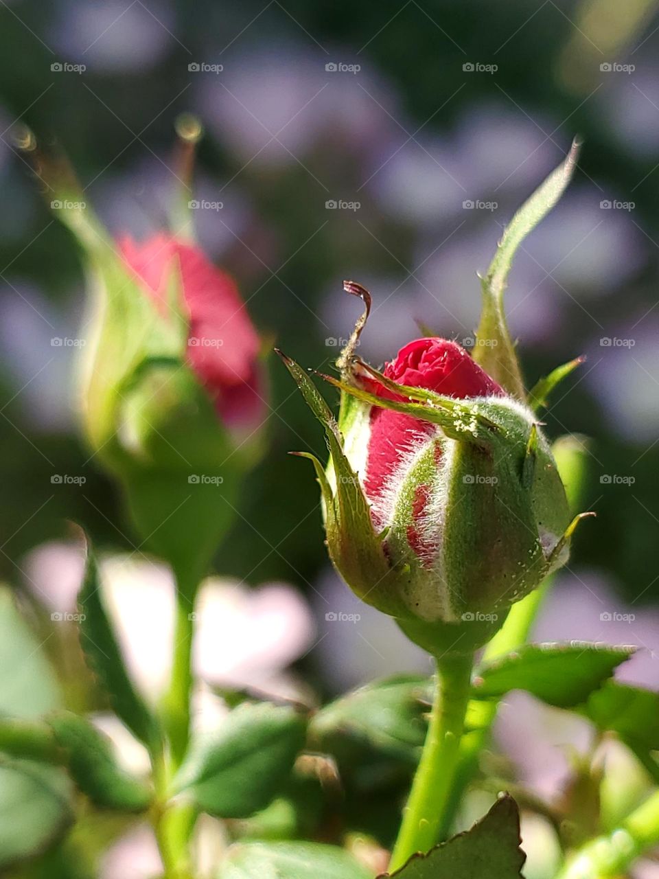 Miniature red roses in the garden getting ready to bloom.