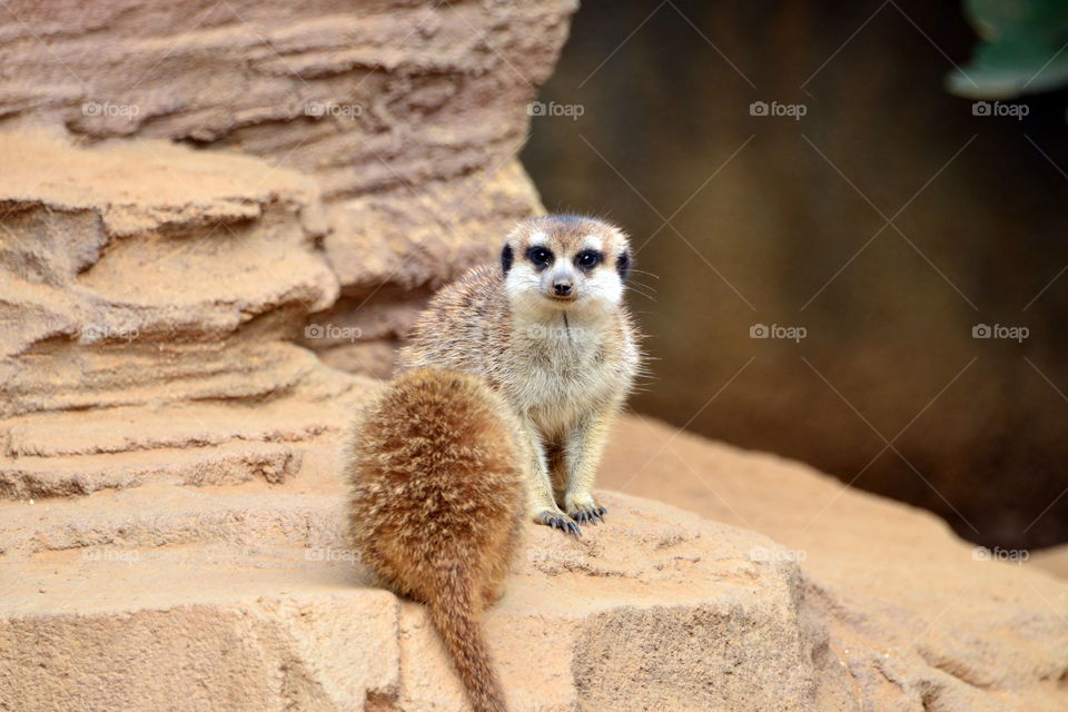 Two mongoose on rocks