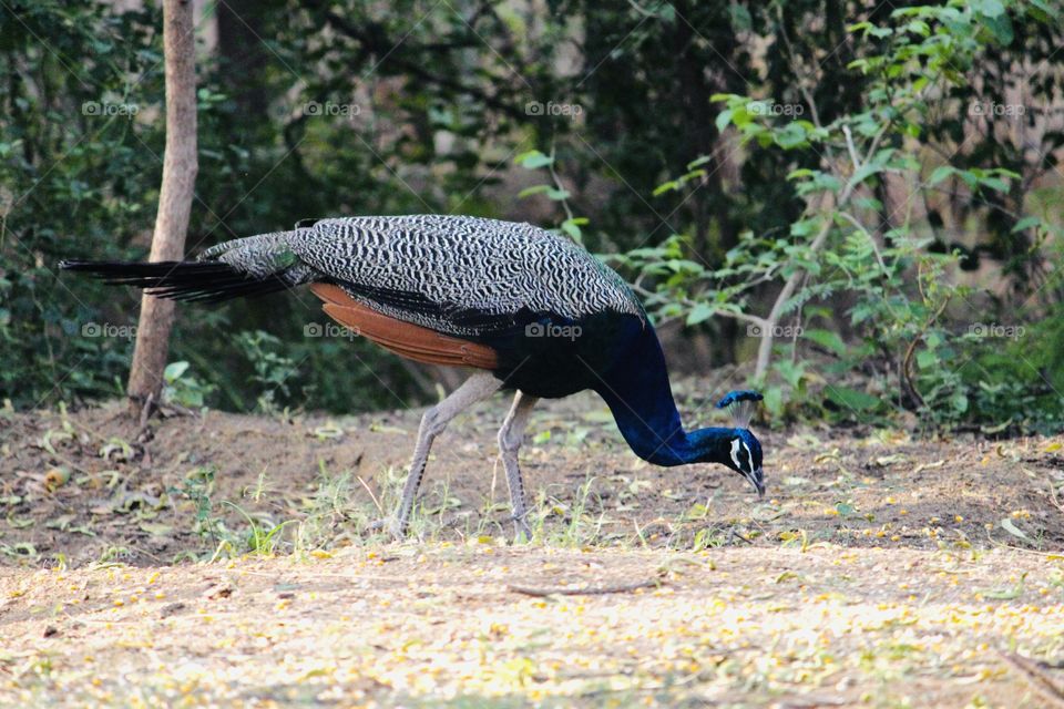 Peacock is so beautiful bird
