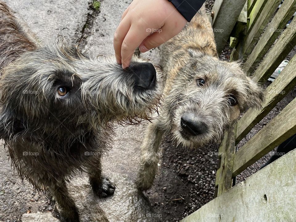 A pair of Irish Wolfhounds pups eagerly await scratches on their muzzles at the Kerry Bog Village.