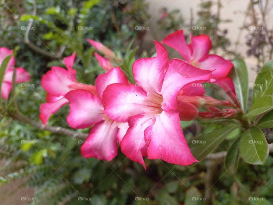 Adenium obesum ornamental plant species, the stem is large, the bottom resembles a tuber