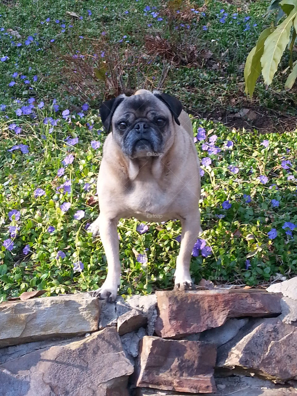 Pug statue