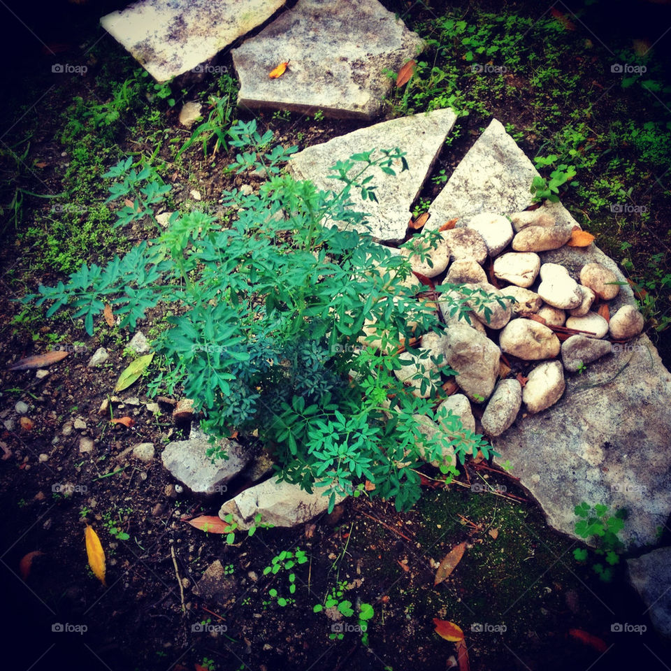 garden spice herb pathway by sveneva