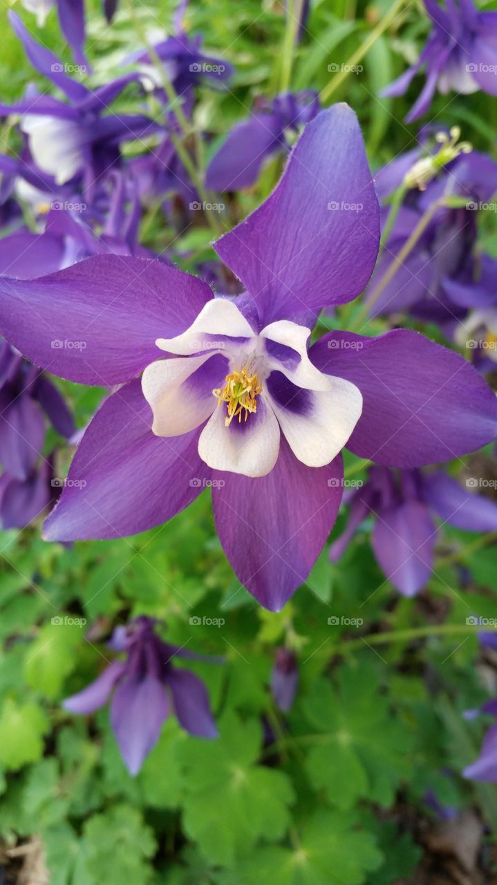 Close-up of Purple flower