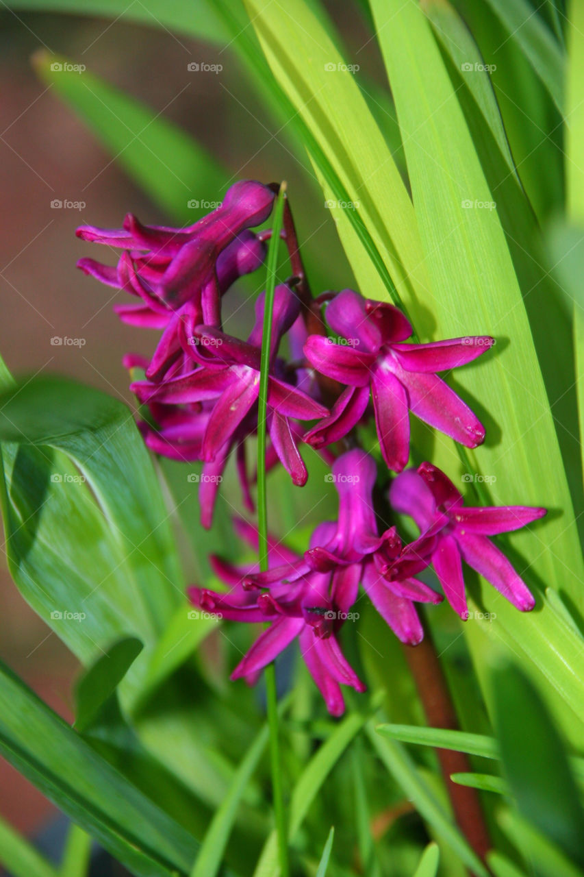 green flowers purple leaves by kshapley