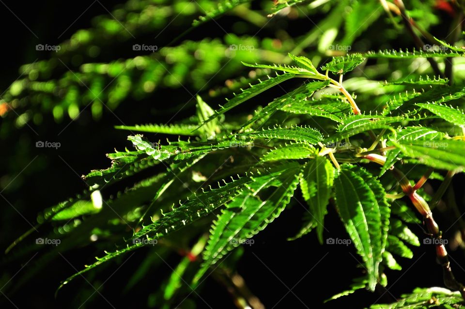 Leaf, Nature, Flora, No Person, Tree