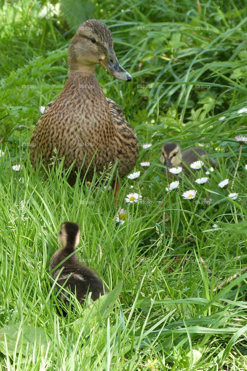 It’s spring, birth Season ! The ducklings follow their mother in the grass and the daisies