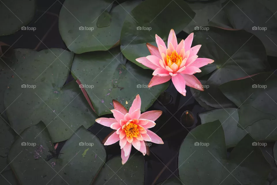 睡莲